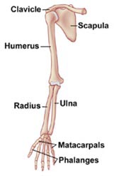 Upper Limb